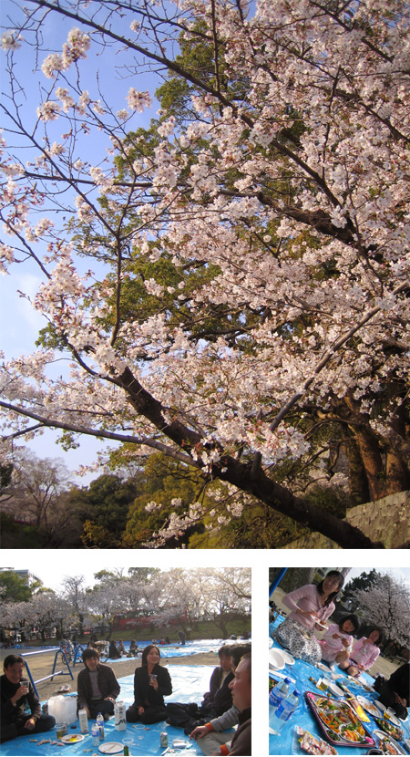 熊本でのお花見