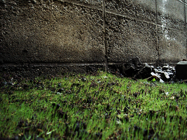 タキイのタネの技術力