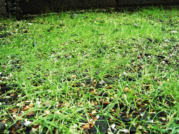 ウサギに喰われた