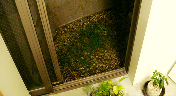 しばかれたくない