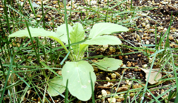 よく生きています。